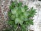 Haworthia cymbiformis -