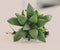 Haworthia cymbiformis beautiful succulent plant