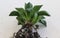 Haworthia cymbiformis beautiful succulent plant