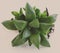 Haworthia cymbiformis beautiful succulent plant