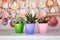 Haworthia fasciata and echeveria in colorful flowerpots