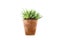 Haworthia fasciata succulent plant in flower pot