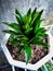 Haworthia Green Cactus, easily growth houseplant