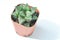 Haworthia ,Haworthia akanko or cactus or succulent