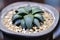 Haworthia ,Haworthia akanko or cactus or succulent or.Haworthia limifolia cactus