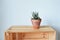 Haworthia house plant in terracotta pot on wooden box
