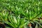 Haworthia is a large genus of small succulent plants, houseplant