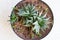 Haworthia limifolia houseplant