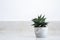 Haworthia limifolia Marloth A tree used for decoration in a house on a white background