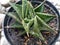 Haworthia limifolia plant, a type of katus