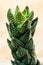 Haworthia Reinwardtii a species of perennial succulent plant