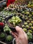 Haworthia Retusa in hand with garden background. Closeup Potted Haworthia Retusa Var. Pilifera, a Mini Succulent Plants