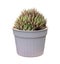 Haworthia retusa or star cactus isolated on the white pot for cactus and succulent houseplant garden