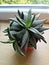 Haworthia -small succulent plant in a pot