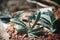 Haworthia sp., Succulent in garden has a brown stone around, Cactus Cacti, Cactaceae, Tree, Drought tolerant plant.