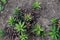 Haworthia.Star cactus.Haworthia viscosa.Liliaceae.S. Afrique du Sud.S. South Africa