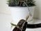 Haworthia striped lat. Haworthia fasciata flower close up