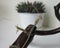 Haworthia striped lat. Haworthia fasciata flower close up