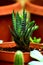 Haworthia succulent cactus