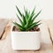 Haworthia succulent close up in white pot.