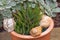Haworthia succulent plant growing in a pot with spider web all o