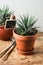 Haworthia succulent plant in a small terracotta pot