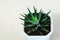 Haworthia succulent plant on white background.