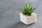 Haworthia succulent in pot on gray concrete background.