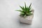 Haworthia succulent in pot on white desk. Copy space for text.