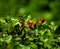 Hawthorn Berries