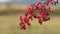 Hawthorn berries