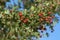 Hawthorn Berries