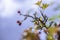 Hawthorn berries in autumn