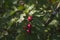 Hawthorn berries on a branch