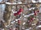 Hawthorn berries covered with snow. Berries of hawthorn on a branch Crataegus laevigata.