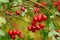 Hawthorn berries. Crataegus laevigata