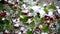 Hawthorn berries and green leaves in snow