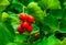 hawthorn berries perennial shrub crataegus