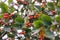 Hawthorn berry on branch