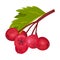 Hawthorn Berry Branch with Cluster of Red Round Small Pome Fruits Vector Illustration