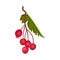 Hawthorn Berry Branch with Cluster of Red Round Small Pome Fruits Vector Illustration