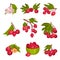 Hawthorn Berry Branches with Red Round Small Pome Fruits Vector Set