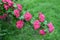 Hawthorn blood-red Crataegus sanguinea Pall.. A branch with flowers