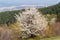 Hawthorn blossom