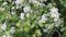 Hawthorn, blossom, medicinal and food plant