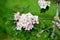 Hawthorn blossom, Perthshire, Scotland