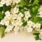 Hawthorn blossoms Crataegus Heart health