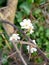 Hawthorn blossoms stand strong against it thorny branch and twigs