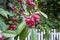 hawthorn on the branch