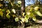 Hawthorn branch with yellowing leaves in park